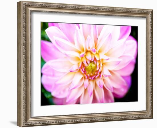 Pink Explosion II-Susan Bryant-Framed Photographic Print