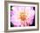 Pink Explosion II-Susan Bryant-Framed Photographic Print