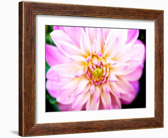 Pink Explosion II-Susan Bryant-Framed Photographic Print