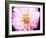 Pink Explosion II-Susan Bryant-Framed Photographic Print