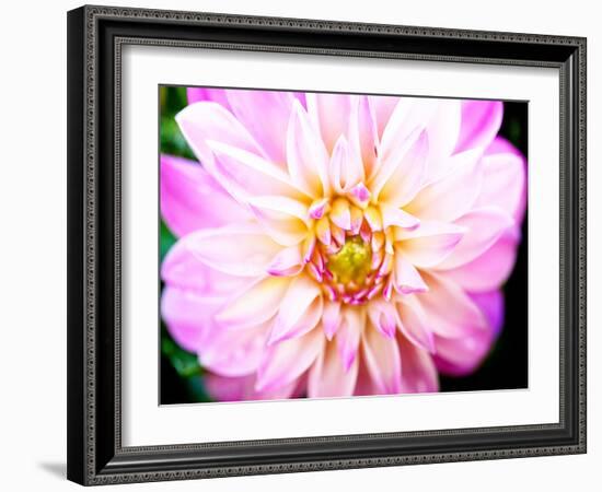 Pink Explosion II-Susan Bryant-Framed Photographic Print