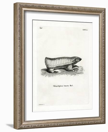 Pink Fairy Armadillo-null-Framed Giclee Print