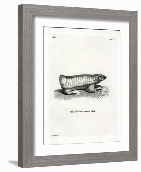 Pink Fairy Armadillo-null-Framed Giclee Print