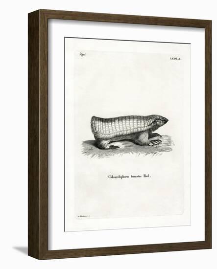 Pink Fairy Armadillo-null-Framed Giclee Print