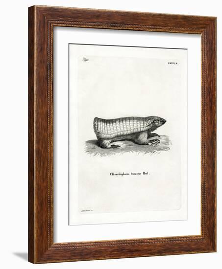 Pink Fairy Armadillo-null-Framed Giclee Print