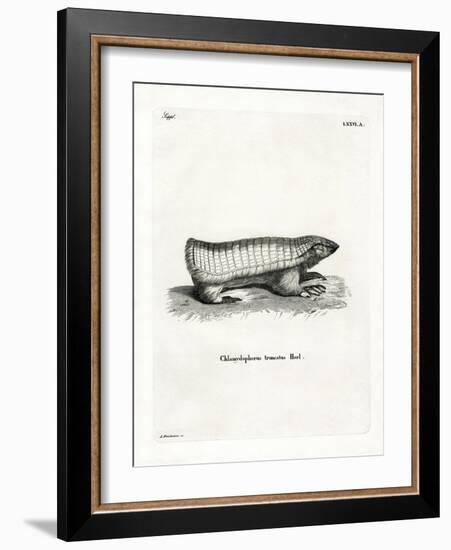 Pink Fairy Armadillo-null-Framed Giclee Print