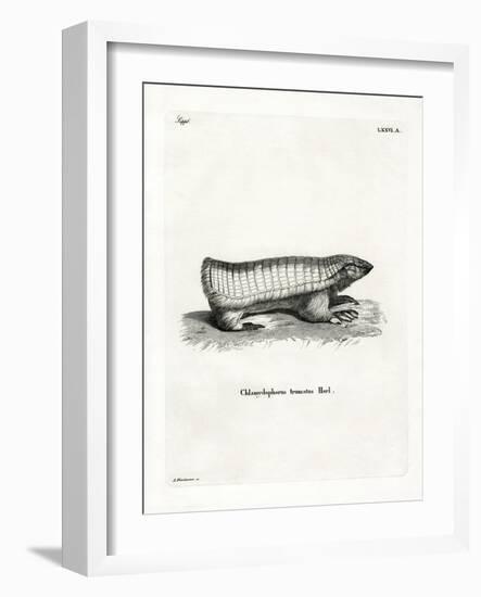 Pink Fairy Armadillo-null-Framed Giclee Print