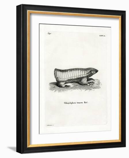 Pink Fairy Armadillo-null-Framed Giclee Print