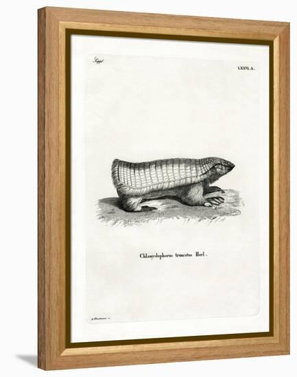 Pink Fairy Armadillo-null-Framed Premier Image Canvas