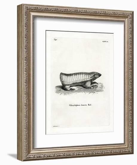 Pink Fairy Armadillo-null-Framed Giclee Print