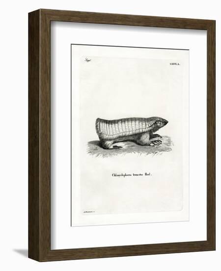 Pink Fairy Armadillo-null-Framed Giclee Print