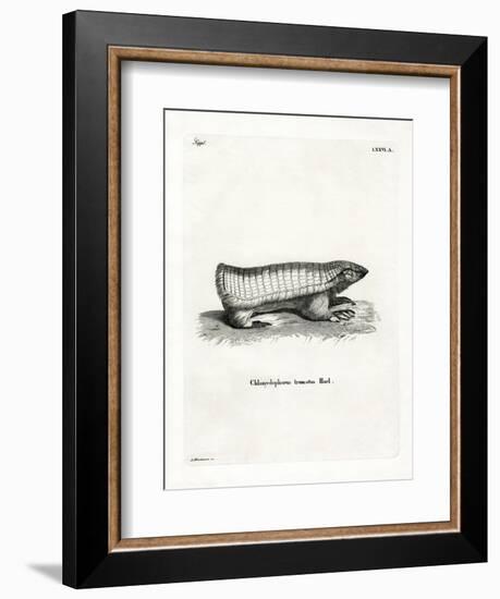 Pink Fairy Armadillo-null-Framed Giclee Print