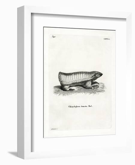 Pink Fairy Armadillo-null-Framed Giclee Print