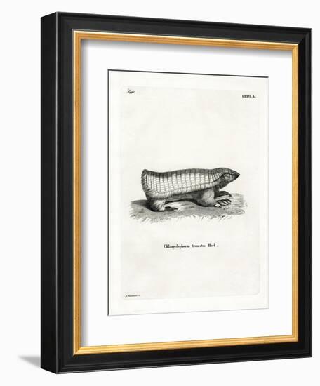 Pink Fairy Armadillo-null-Framed Giclee Print