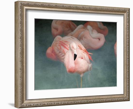 Pink Flamingo 1-Jai Johnson-Framed Giclee Print