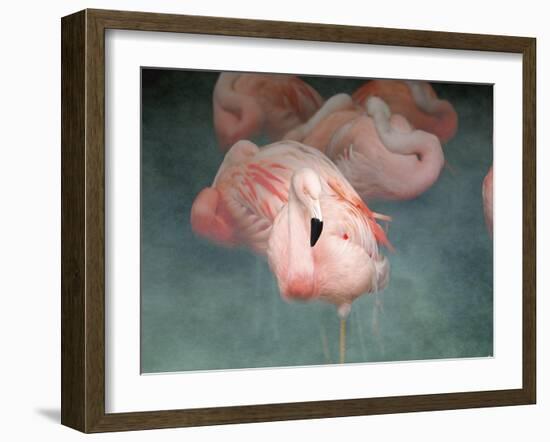 Pink Flamingo 1-Jai Johnson-Framed Giclee Print