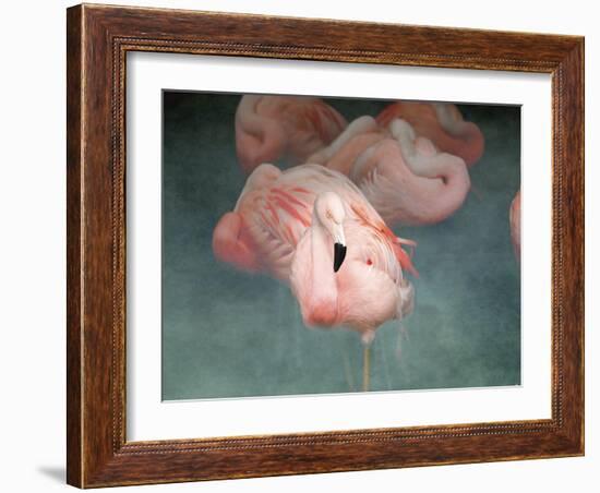 Pink Flamingo 1-Jai Johnson-Framed Giclee Print