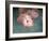 Pink Flamingo 1-Jai Johnson-Framed Giclee Print