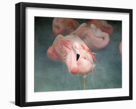 Pink Flamingo 1-Jai Johnson-Framed Giclee Print