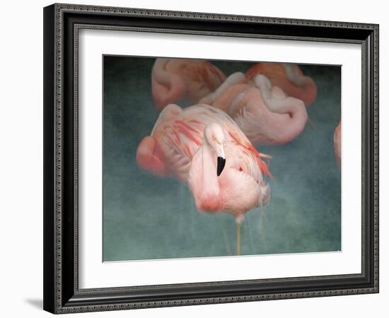 Pink Flamingo 1-Jai Johnson-Framed Giclee Print