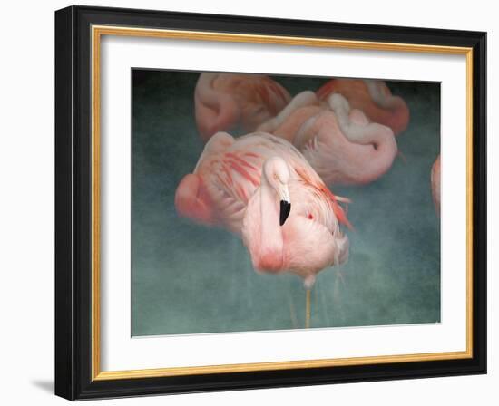 Pink Flamingo 1-Jai Johnson-Framed Giclee Print