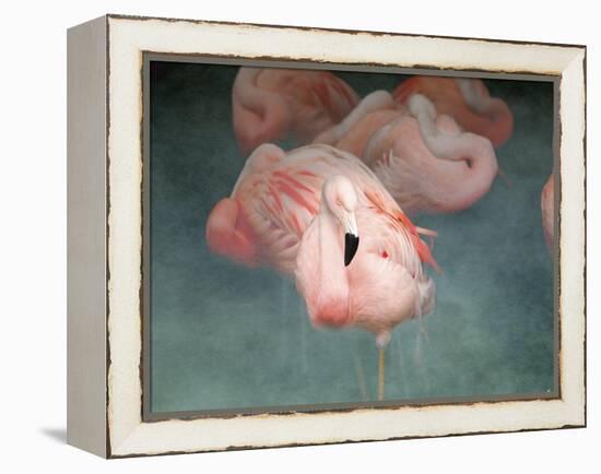 Pink Flamingo 1-Jai Johnson-Framed Premier Image Canvas