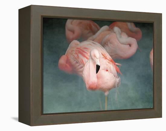 Pink Flamingo 1-Jai Johnson-Framed Premier Image Canvas