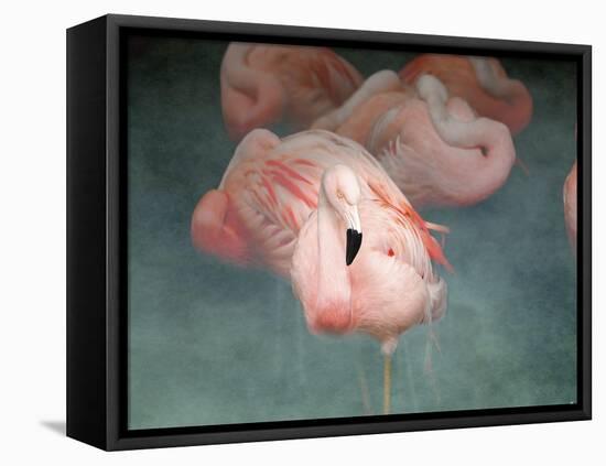 Pink Flamingo 1-Jai Johnson-Framed Premier Image Canvas