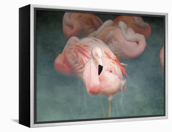 Pink Flamingo 1-Jai Johnson-Framed Premier Image Canvas