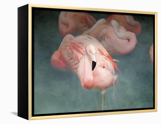 Pink Flamingo 1-Jai Johnson-Framed Premier Image Canvas