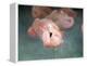 Pink Flamingo 1-Jai Johnson-Framed Premier Image Canvas