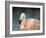 Pink Flamingo 3-Jai Johnson-Framed Giclee Print