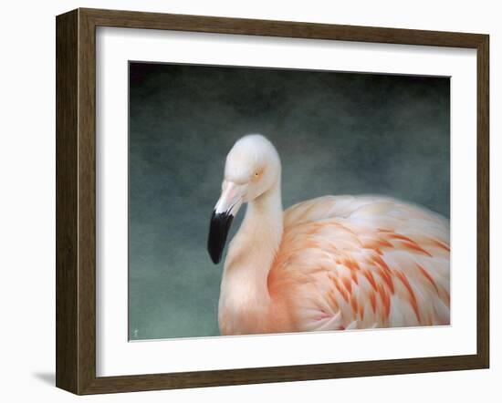 Pink Flamingo 3-Jai Johnson-Framed Giclee Print