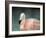 Pink Flamingo 3-Jai Johnson-Framed Giclee Print