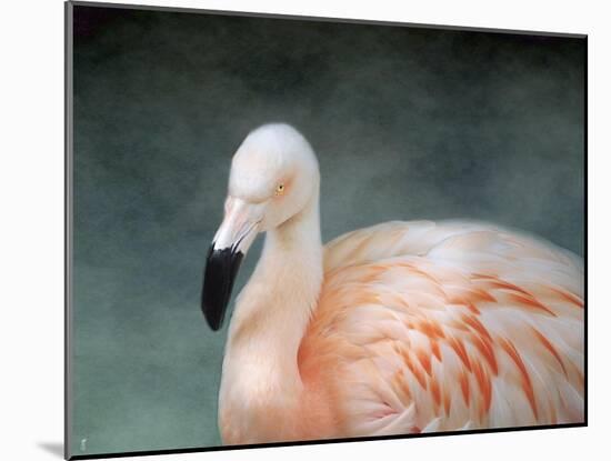 Pink Flamingo 3-Jai Johnson-Mounted Giclee Print