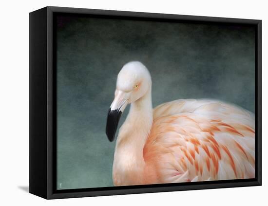 Pink Flamingo 3-Jai Johnson-Framed Premier Image Canvas