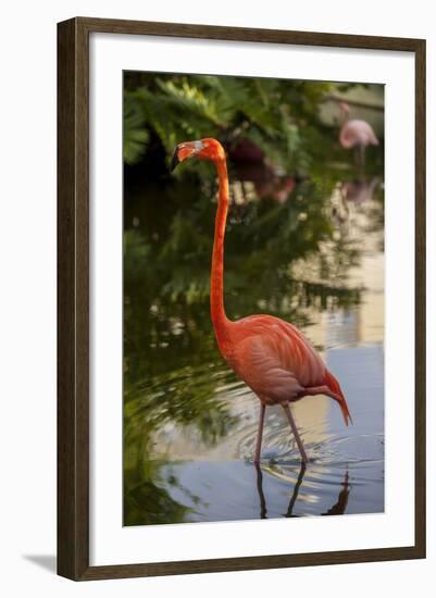 Pink Flamingo, Bavaro, Higuey, Punta Cana, Dominican Republic-Lisa S. Engelbrecht-Framed Photographic Print