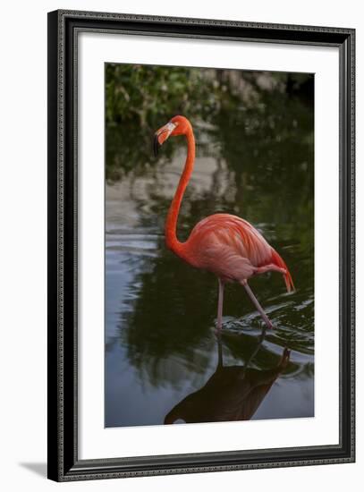 Pink Flamingo, Bavaro, Higuey, Punta Cana, Dominican Republic-Lisa S. Engelbrecht-Framed Photographic Print