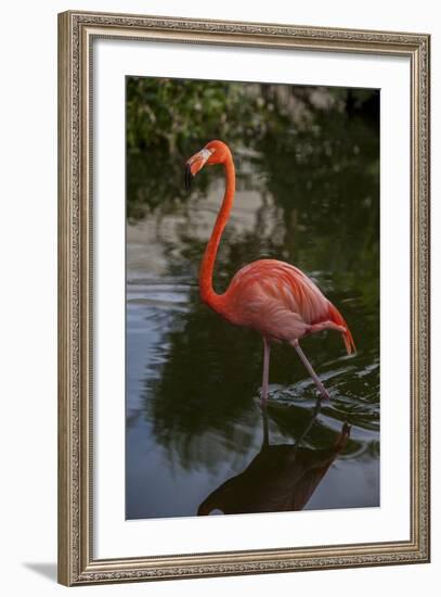 Pink Flamingo, Bavaro, Higuey, Punta Cana, Dominican Republic-Lisa S. Engelbrecht-Framed Photographic Print