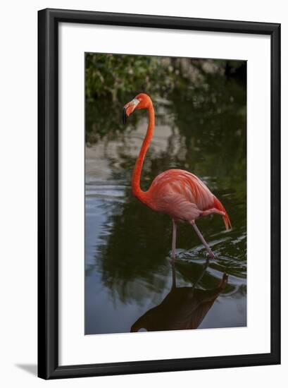 Pink Flamingo, Bavaro, Higuey, Punta Cana, Dominican Republic-Lisa S. Engelbrecht-Framed Photographic Print