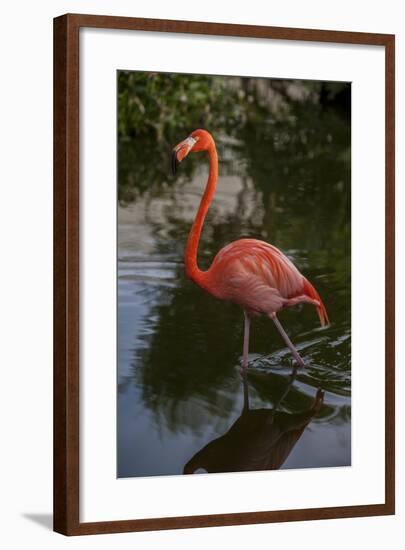 Pink Flamingo, Bavaro, Higuey, Punta Cana, Dominican Republic-Lisa S. Engelbrecht-Framed Photographic Print