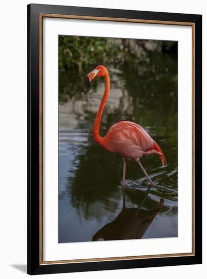 Pink Flamingo, Bavaro, Higuey, Punta Cana, Dominican Republic-Lisa S. Engelbrecht-Framed Photographic Print