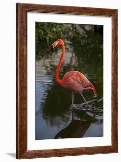 Pink Flamingo, Bavaro, Higuey, Punta Cana, Dominican Republic-Lisa S. Engelbrecht-Framed Photographic Print