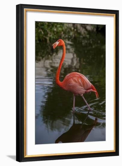 Pink Flamingo, Bavaro, Higuey, Punta Cana, Dominican Republic-Lisa S. Engelbrecht-Framed Photographic Print