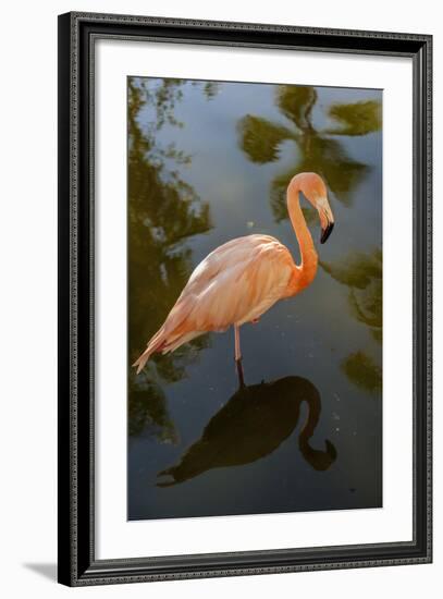 Pink Flamingo, Bavaro, Higuey, Punta Cana, Dominican Republic-Lisa S^ Engelbrecht-Framed Photographic Print