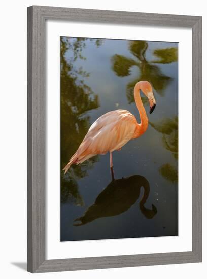 Pink Flamingo, Bavaro, Higuey, Punta Cana, Dominican Republic-Lisa S^ Engelbrecht-Framed Photographic Print