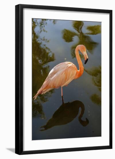 Pink Flamingo, Bavaro, Higuey, Punta Cana, Dominican Republic-Lisa S^ Engelbrecht-Framed Photographic Print