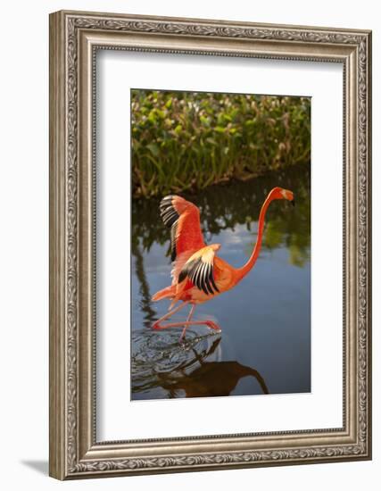 Pink Flamingo, Bavaro, Higuey, Punta Cana, Dominican Republic-Lisa S. Engelbrecht-Framed Photographic Print