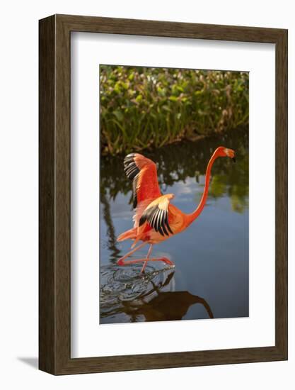 Pink Flamingo, Bavaro, Higuey, Punta Cana, Dominican Republic-Lisa S. Engelbrecht-Framed Photographic Print