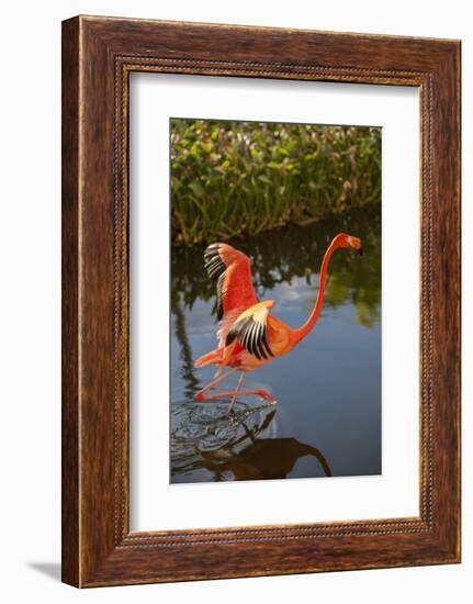 Pink Flamingo, Bavaro, Higuey, Punta Cana, Dominican Republic-Lisa S. Engelbrecht-Framed Photographic Print